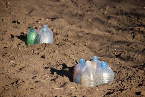 Cut plastic bottle covers for vegetable seedlings to keep humidity Stock Photos