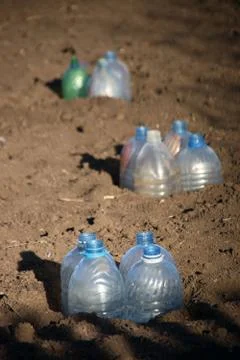 Cut plastic bottle covers for vegetable seedlings to keep humidity Stock Photos