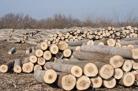 Cut poplar logs Stock Photos
