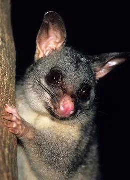 Cut possum looking in camera Stock Photos