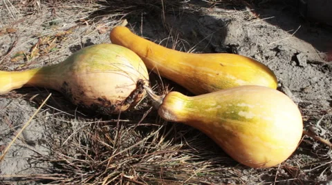 Cut Pumpkin Video stock 42126693