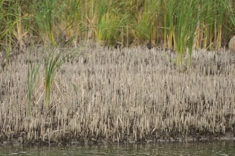Cut reed by the river Stock-Fotos