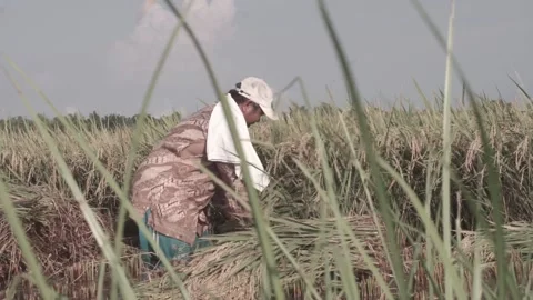 Cut the rice grain Stock Footage 154918819