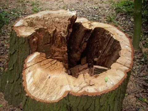 Cut rotten tree stump Stock Photos