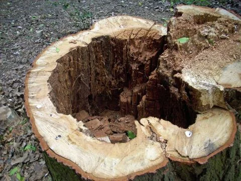 Cut rotten tree stump Foto stock