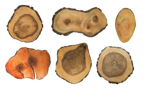 Cut rough tree stumps Stock Photos