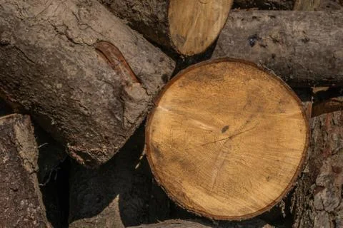 Cut round fire woods lie on the yard 库存照片