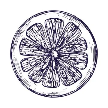 A cut round piece of lemon.. Graphic botanical illustration hand drawn in blue Stock Illustration