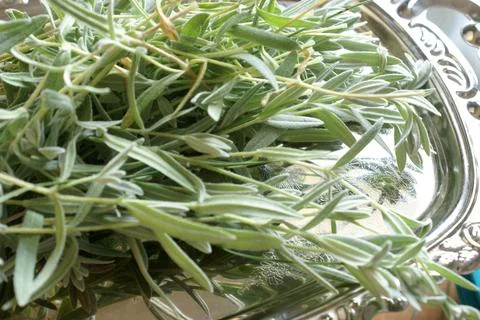 Cut Sage Leaf Stock Photos