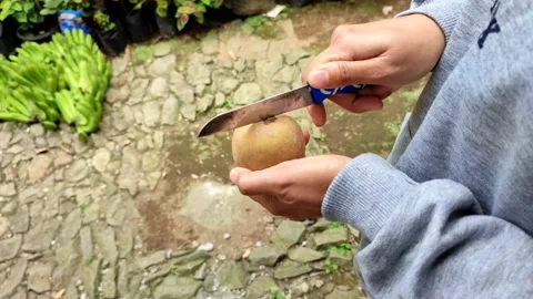 Cut the sapodilla fruit with a small knife in the hand Stock Footage 158726419