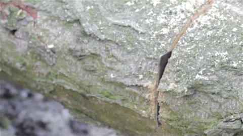 Cut a saw tree close up Stock Footage 96136032