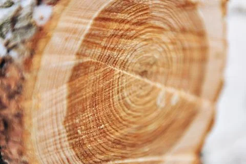 A cut of a sawn round tree, a view of the annual rings at the cut Stock Photos