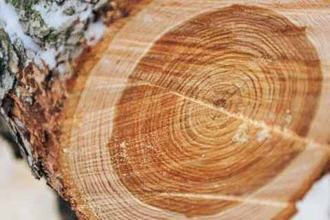 A cut of a sawn round tree, a view of the annual rings at the cut Stock Photos