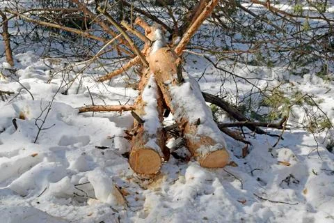 Cut sawn trees in a pine forest. Sawed tree trunk in the snow. Harvesting fir Foto stock