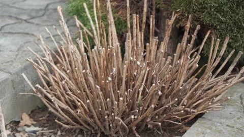 Cut shrubbery in the backyard or front yard of the house. Stock Footage 181452104