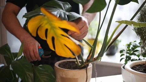 Cut a sick leaf of a Monstera plant Stock Footage 128350472