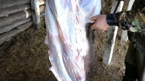 Cut the skin from the carcass of the hog 스톡 동영상 123574672