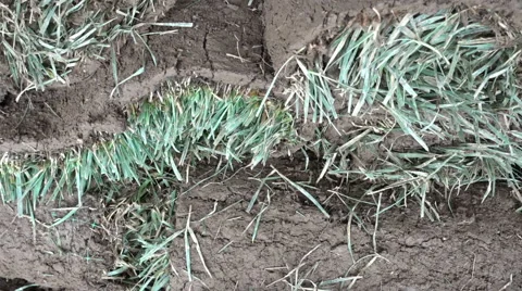 Cut sod grass piled up Video stock 64717532