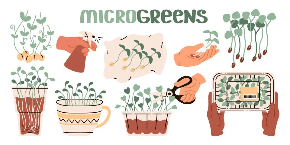Cut sprouts, microgreens in a plastic container from the supermarket, sproute Stock Illustration