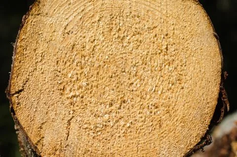 Cut spruce log Stock Photos