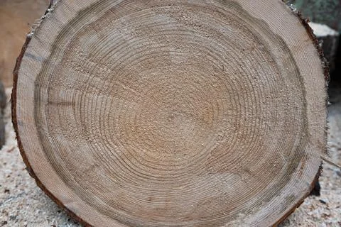 Cut spruce tree close up Stock Photos