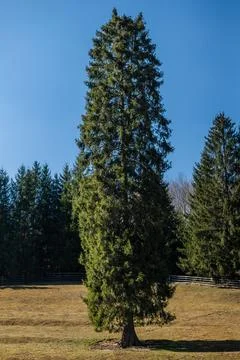 Cut spruce tree in meadow with forest background Stock Photos