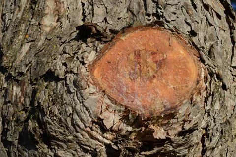 Cut Spruce Tree Sap Stock Photos
