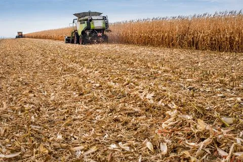 Cut stalks of corn after the work of harvesters Stock Photos