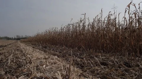 Cut the stalks of dried corn Stock Footage 82301605