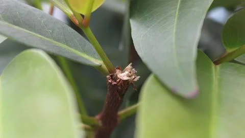 Cut stems Stock Photos