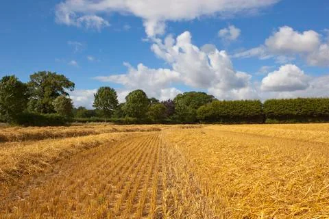 Cut straw and trees Stock Photos