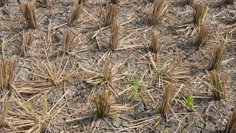 Cut Straw Bundles 库存影片 335209833