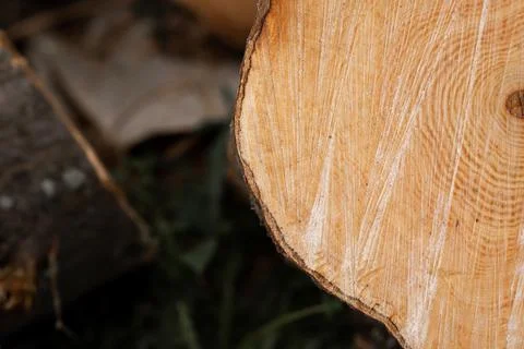 Cut stump. Cross section of the tree. Firewood for burning furnace waste. agr Stock Photos