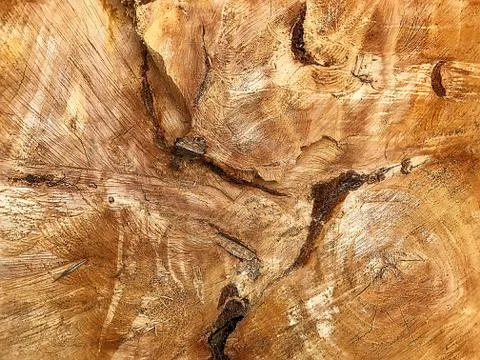 The cut of the stump of a large tree. Foto stock