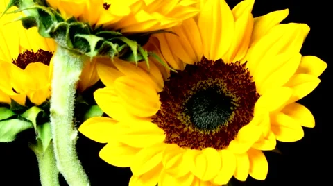 Cut Sunflowers Blooming Stock Footage 65416039