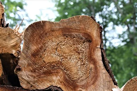 Cut surface of a felled tree trunk Stock Photos