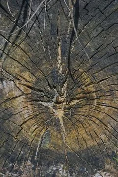 Cut surface of old tree disc with cracks, tree stump, Upper Bavaria, Bavaria, Stock Photos
