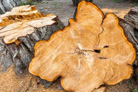 Cut surface Stock Photos