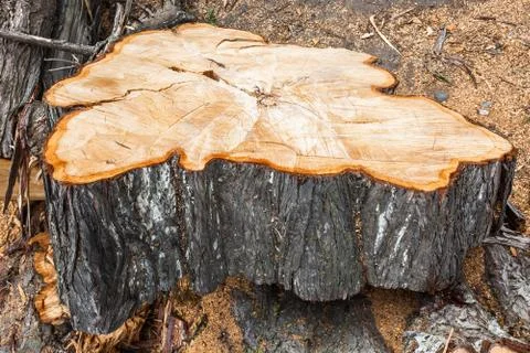 Cut surface Stock Photos