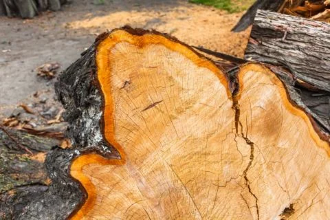 Cut surface Stock Photos