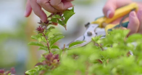 Cut the sweet basil flowers to make the sweet basil plants produce more leaves. Stock Footage 239363334