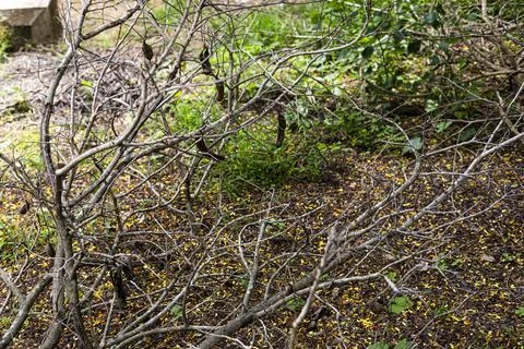 Cut Tamarind Tree Branches Piled On The Ground Stock Photos
