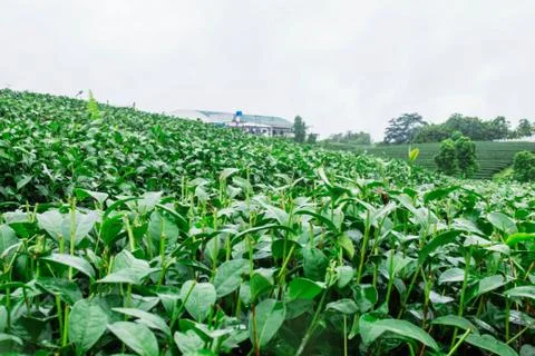 Cut off tea on farm. Stock Photos