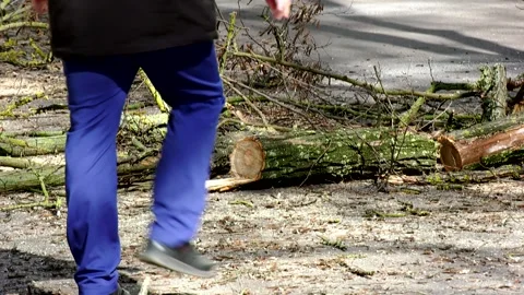 Cut thick tree branches lying on the asphalt Stock Footage 324766715