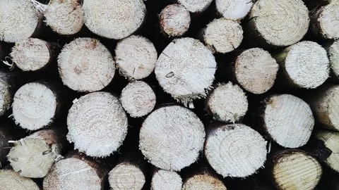 Cut timber awaiting collection 스톡 동영상 163183907