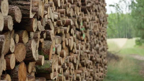 Cut timber logs stack in a massive industrial pile for carpentry manufacturing Stock Footage 339363070