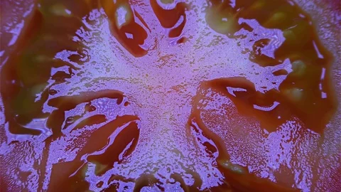 Cut Tomato Isolated on Black Background Stock Footage 91095022