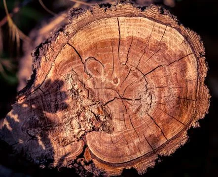 Cut of a tree as a background for artists Stock Photos