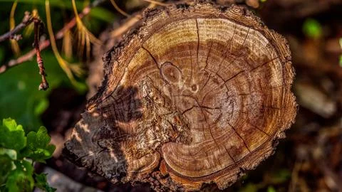 Cut of a tree as a background for artists Stock Photos