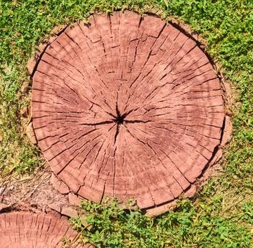 A cut of a tree as a background for artists Stock Photos